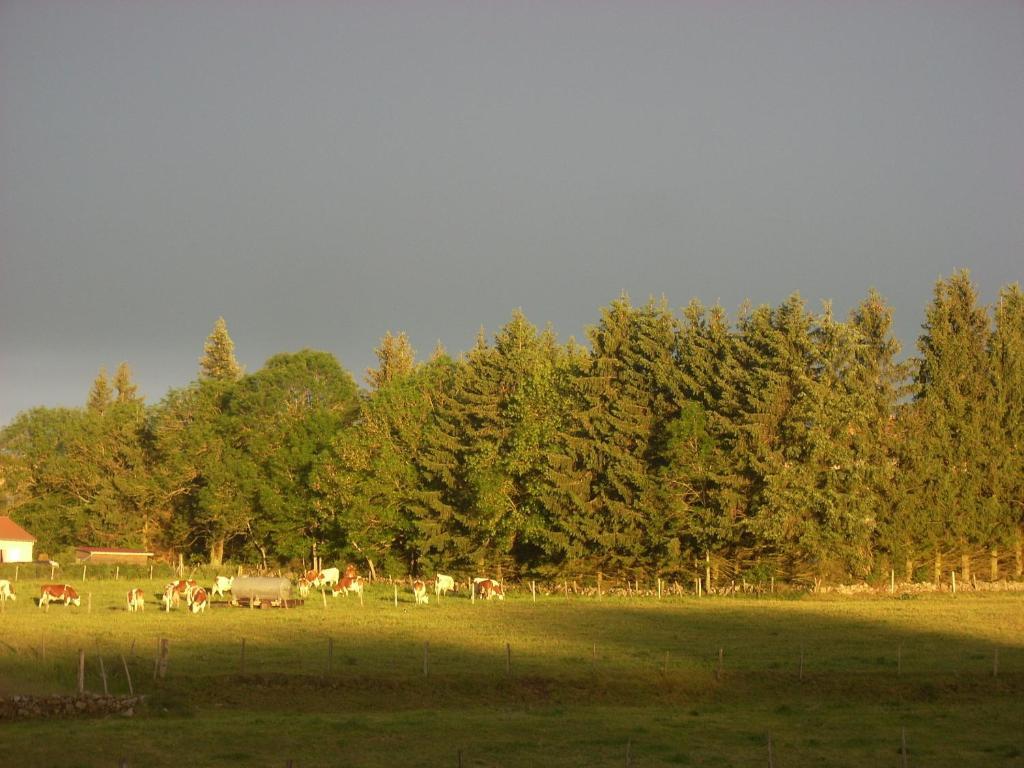 Les Roulottes De La Ferme Des Chanaux Saint-Julien-d'Ance Værelse billede